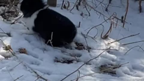 A cute black rabbit