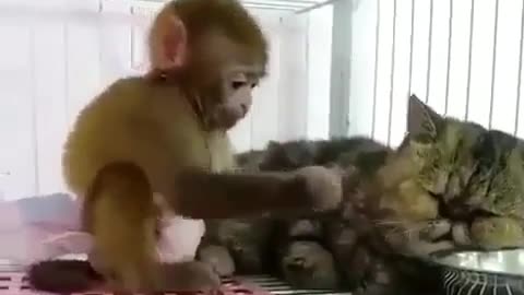 Monkey and kitten play, funny