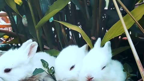 rabbit having fun video