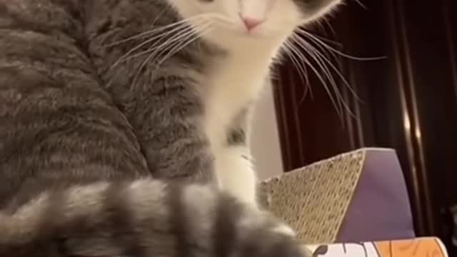 Cats funny video| cute 🥰 cats