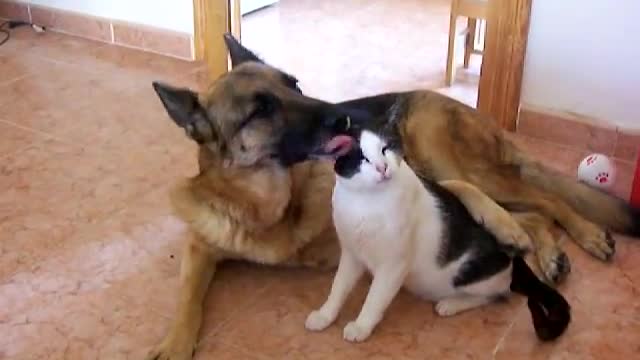 Dog and Cat Living in Harmony