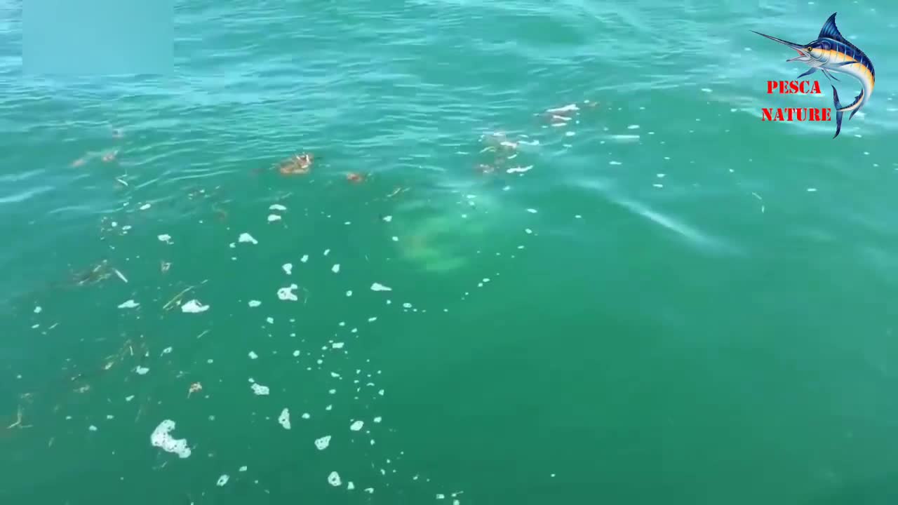 AMAZING ADULT SHARK EATS A SMALL SHARK CAUGHT ON VIDEO