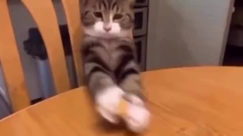 Funniest cat