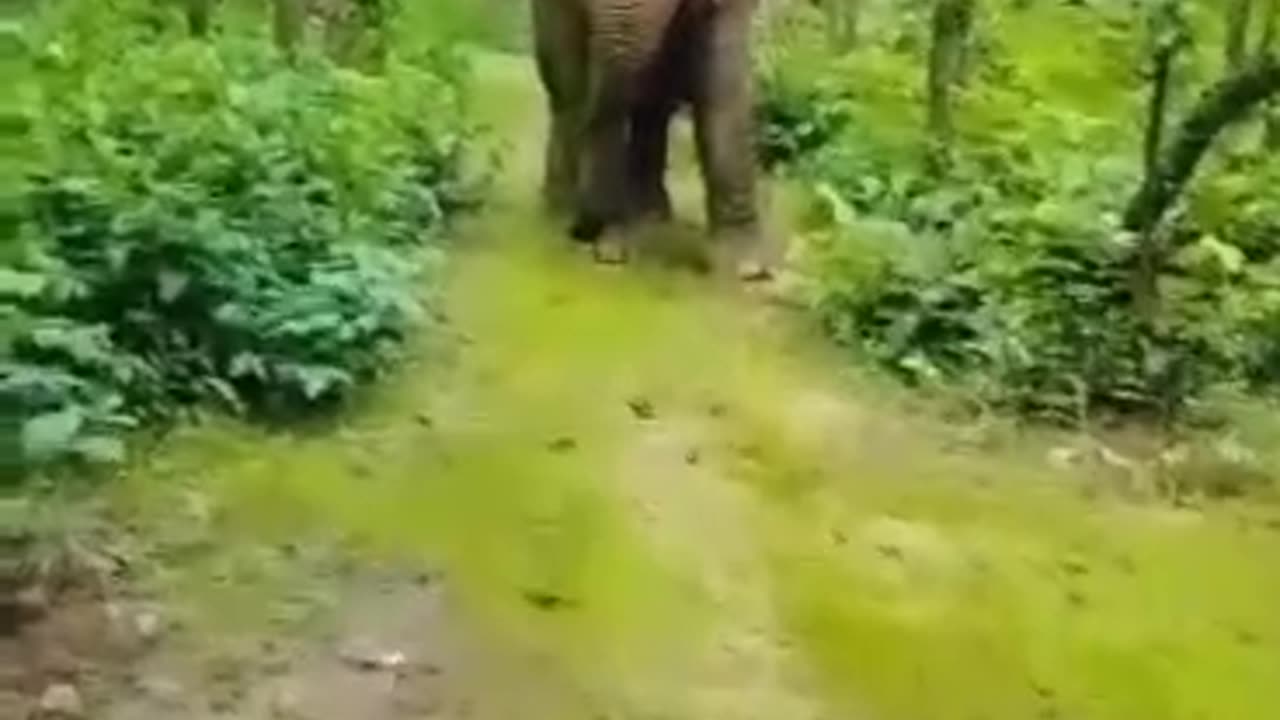 Elephant Attack