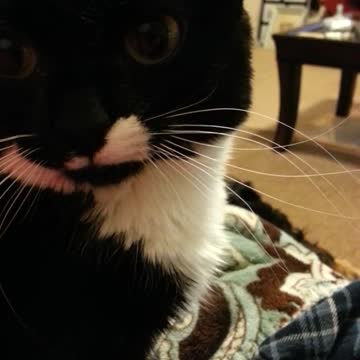 Kitty Doing Her Best Impression Of Me Seeing An Alarm Clock