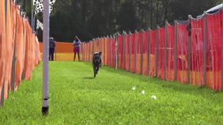 Weimaraner on the hunt!