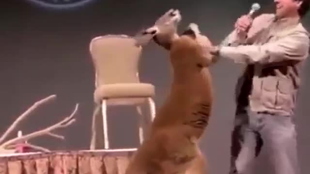 Real boxing kangaroo funny #@ 1999