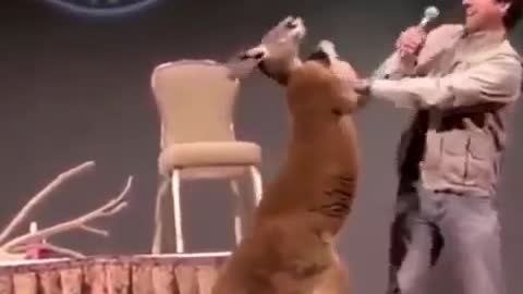 Real boxing kangaroo funny #@ 1999