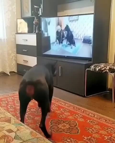 Funny dog-athlete