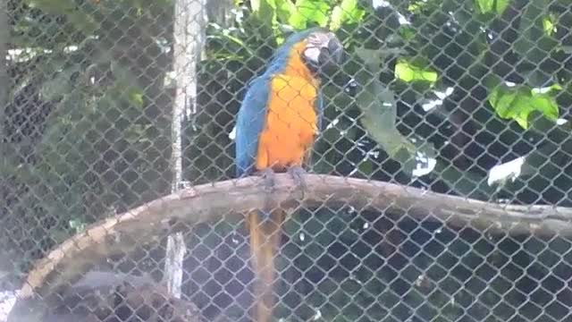 Linda arara azul filmada de perto no parque, é uma ave de muito esplendor [Nature & Animals]