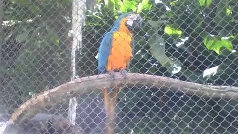 Linda arara azul filmada de perto no parque, é uma ave de muito esplendor [Nature & Animals]