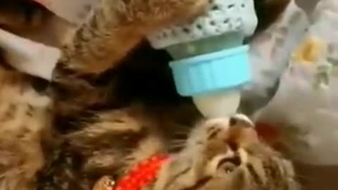 cute cat videos 😹 funny videos 😂