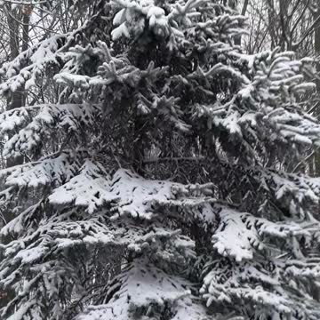 Green Bay snow on December 27th, 2021 for my kids all over the world.