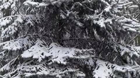 Green Bay snow on December 27th, 2021 for my kids all over the world.
