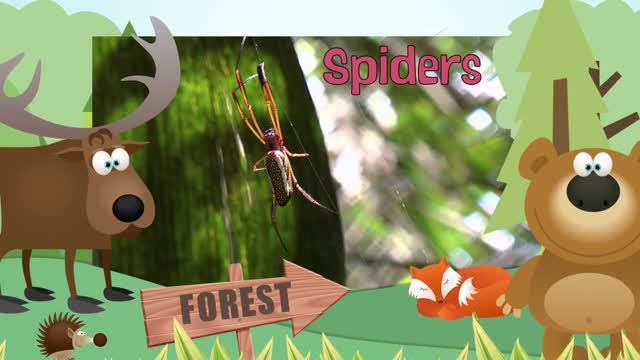 SPIDER - Animal video for kidz