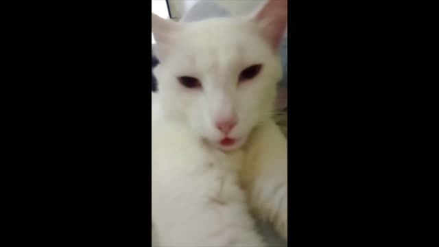 cute cats