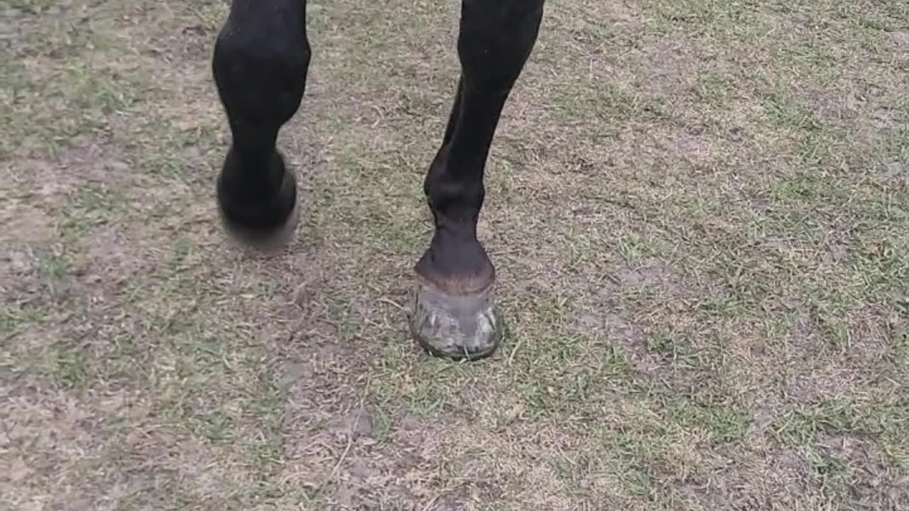 Horse Seems Amused With Missing Shoe