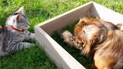 Conejo rescatado comparte adorable conexión con el gato de la familia