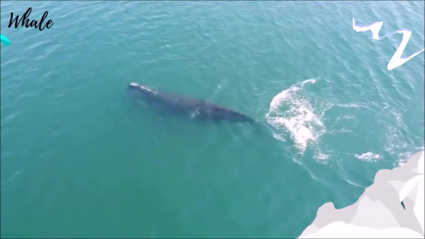 magnificent huge whale on the high seas