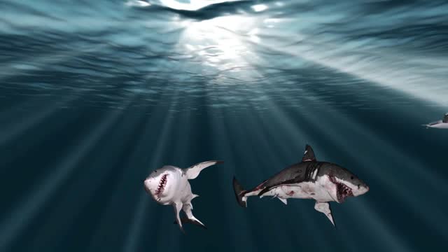 Diver races over sharks