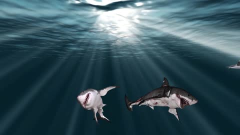 Diver races over sharks