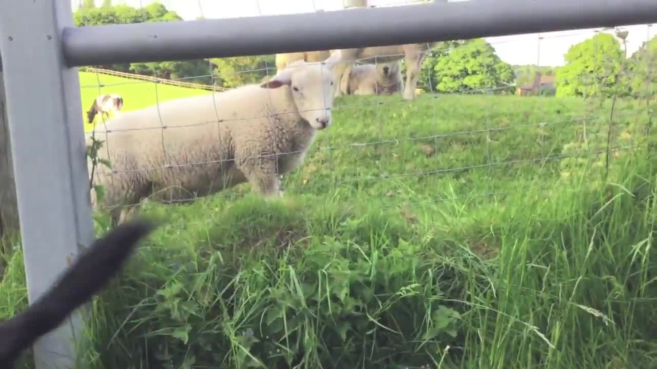 Puppy and sheep absolutely fascinated by each other