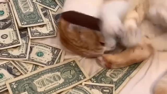 Cat always happy in play