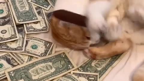 Cat always happy in play