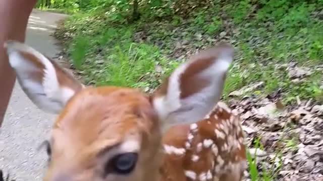 Cute Baby Deer