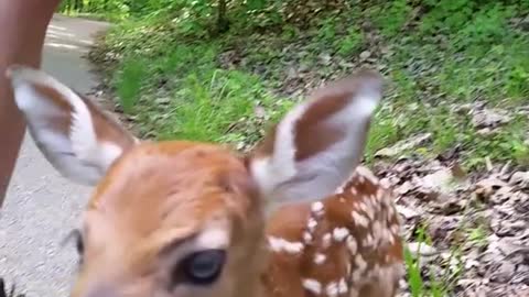 Cute Baby Deer