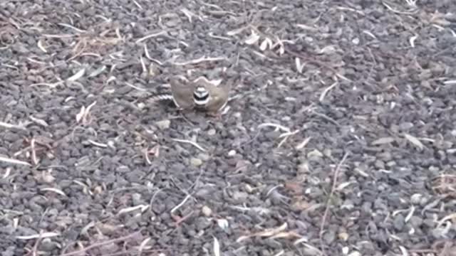 Killdeer Birds Have a Peculiar Defense Mechanism ||