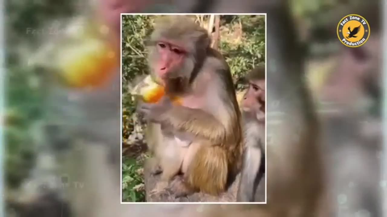 इन जानवरों से पंगा ना बाबा ना || funny animal video 😂