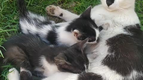 Cat feeding her children