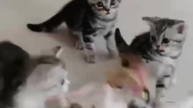 Lively and lovely kittens