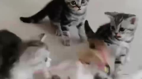 Lively and lovely kittens