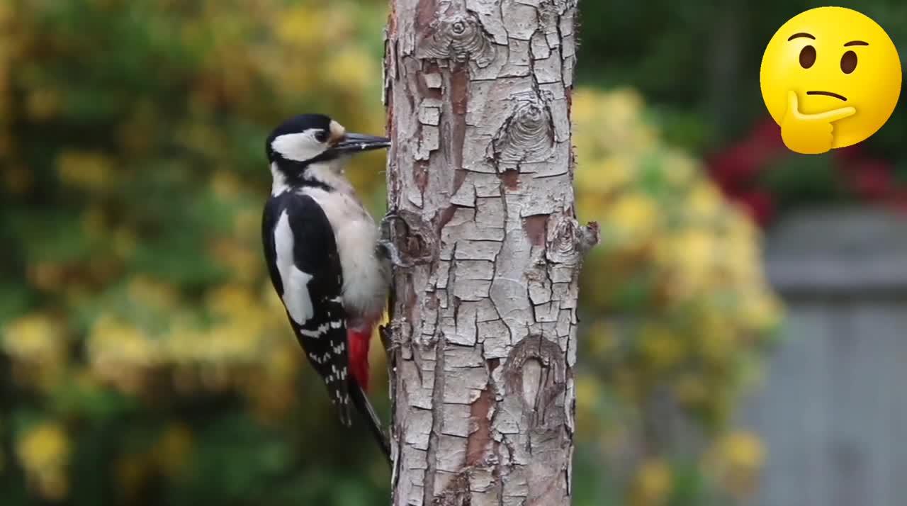 Nature and wildlife video beautiful birds