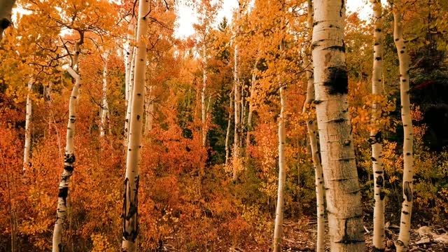 Beautiful😍✨❤ nature!! video!!Music: CubaMusician: ASHUTOSH