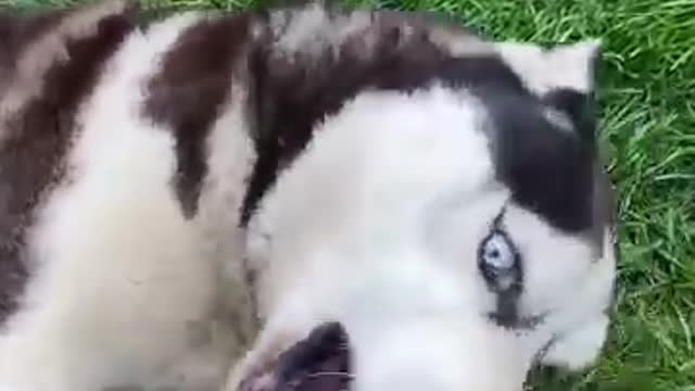 Husky vs owner