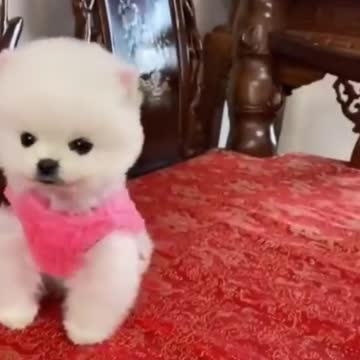 Adorable Dog | Cute Puppies Doing Funny Things | Cute Animals Videos 😍 #shorts