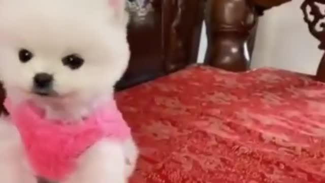 Adorable Dog | Cute Puppies Doing Funny Things | Cute Animals Videos 😍 #shorts