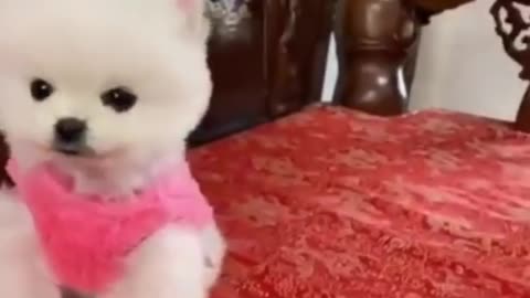 Adorable Dog | Cute Puppies Doing Funny Things | Cute Animals Videos 😍 #shorts