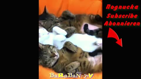Smiley_cat.funny cat video