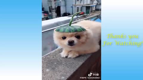 Cute Pets And Funny Animals Compilation #43 - Pets