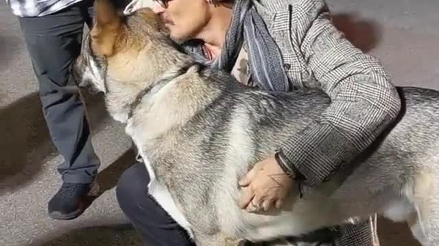 Johnny Depp And His Dogs