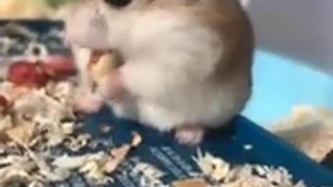 Cute pets newborn hamster compilation