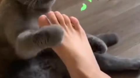 Cute cats movement