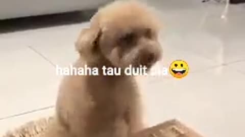 Si kecil lincah dan lucu