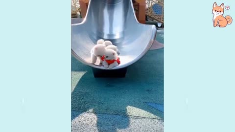 Cute Puppies 😍 Cute Funny and Smart Dogs Compilation new 2021