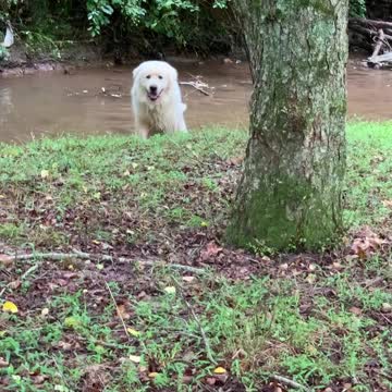 Samson Clearing Out 'Dangers' from the Creek for Me!