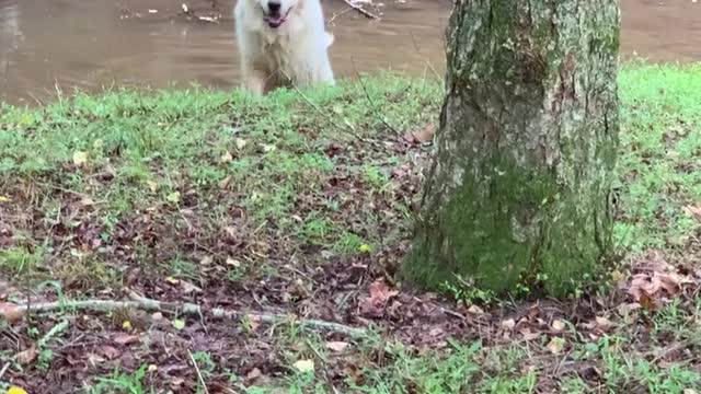 Samson Clearing Out 'Dangers' from the Creek for Me!